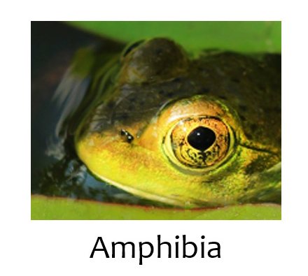 Amphibia
