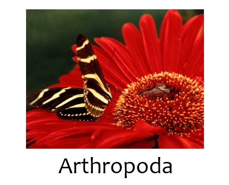 Arthropoda