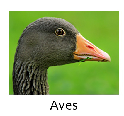 Aves