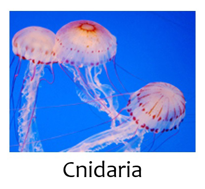 Cnidaria