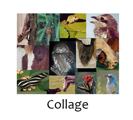 Collage