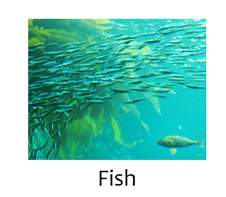 Fish