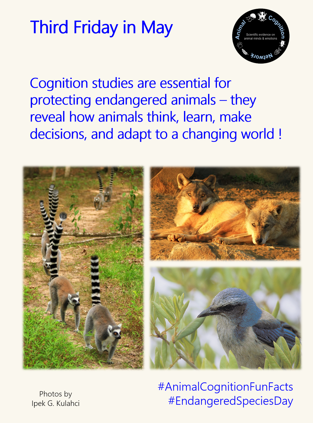 Animal Cognition Fun Facts