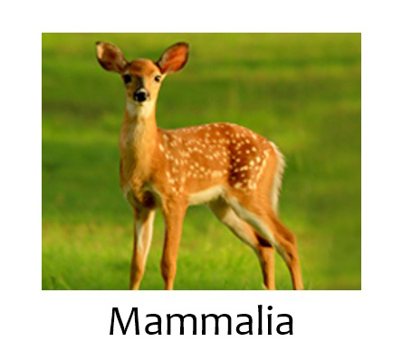 Mammalia