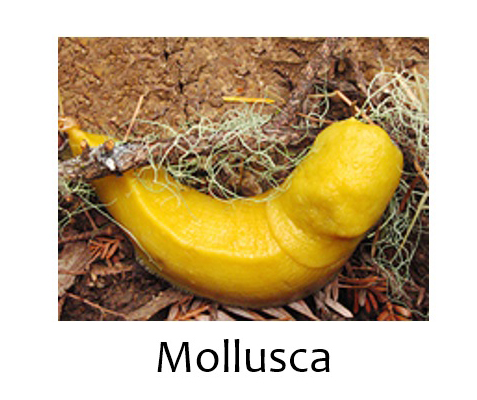 Mollusca