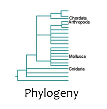 Phylogeny