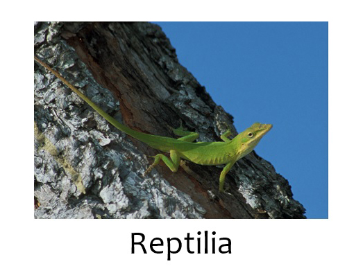 Reptilia