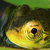 amphibia