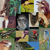 animalcognition