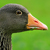 aves