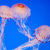 cnidaria