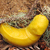 mollusca1