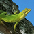 reptilia